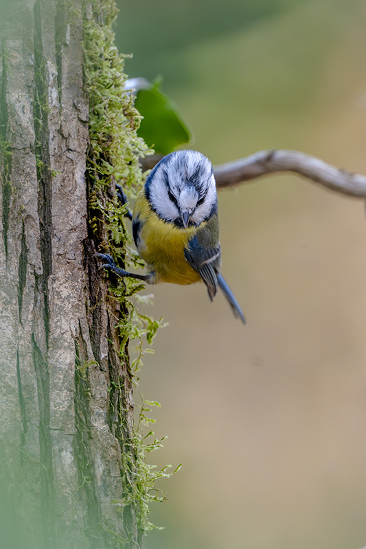 mésange bleue revigny 11 nov 2025 5a.jpg