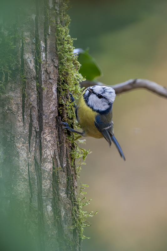 mésange bleue revigny 11 nov 2025 internet 4a.jpg
