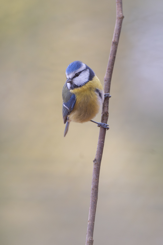 Mésange bleue revigny 17 nov 2025 internet 1.jpg