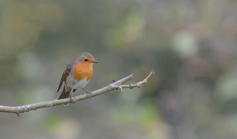 DSC_5074.JPG
