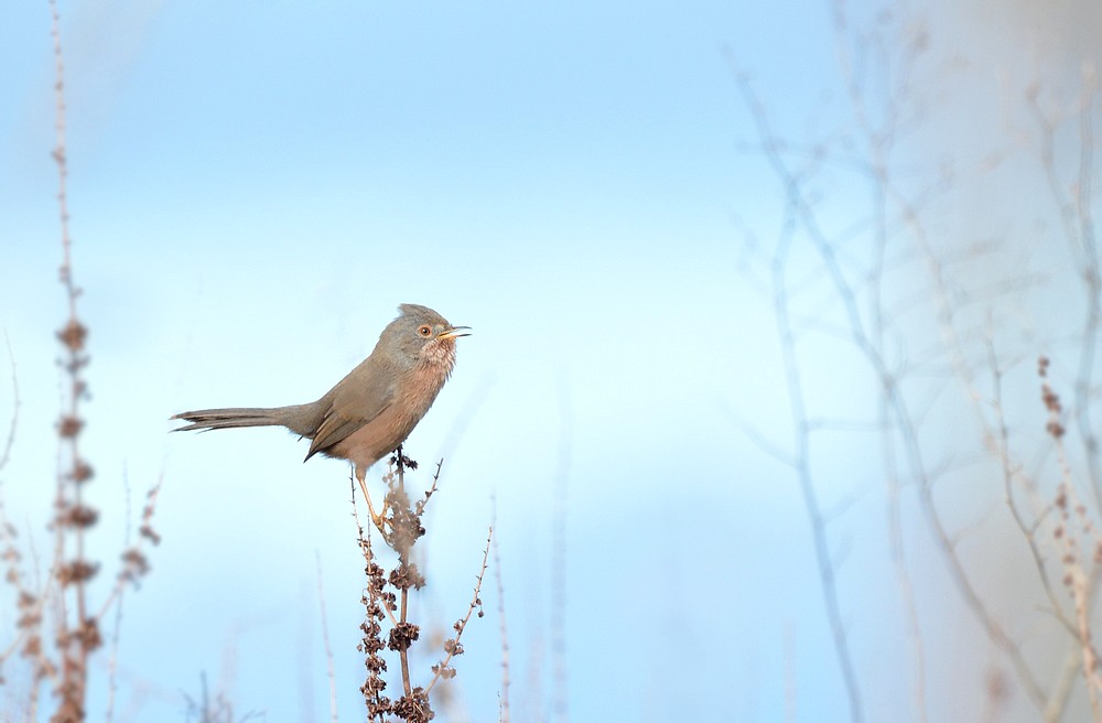 DSC_5692.JPG