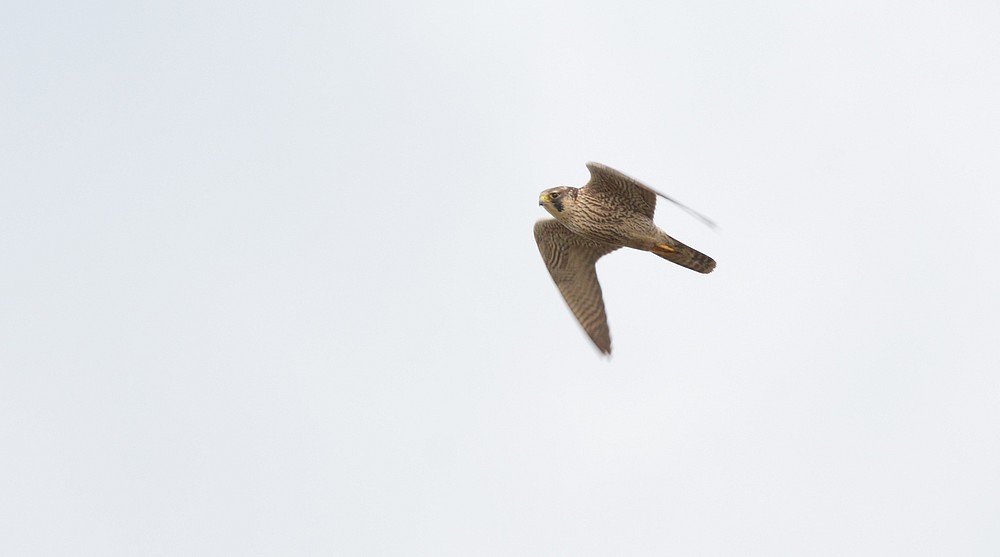 DSC_5298.JPG