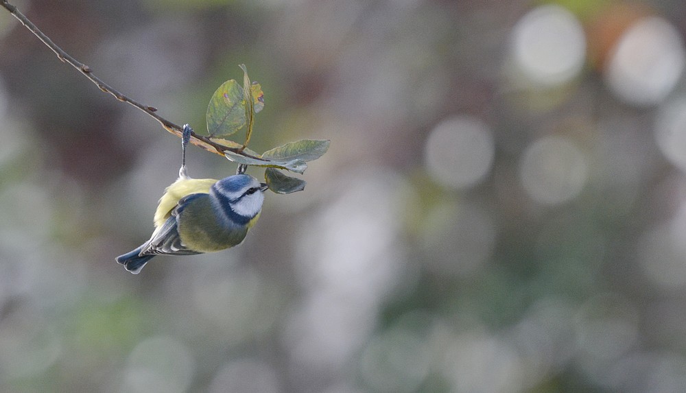 DSC_5445.JPG