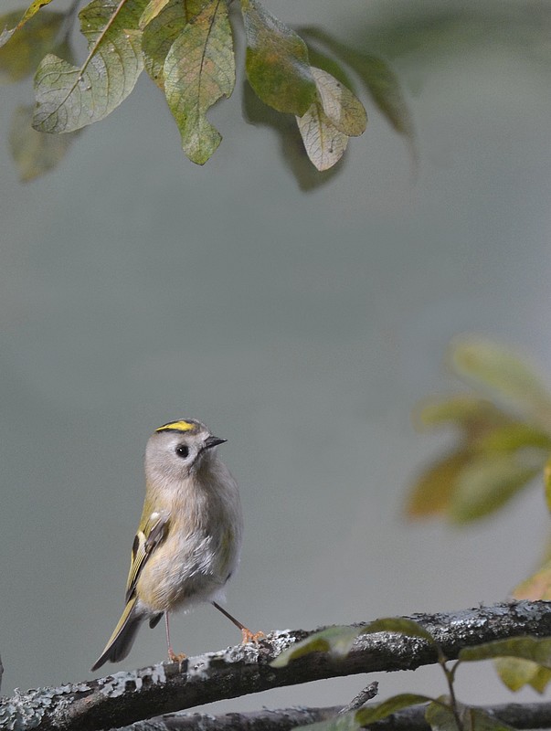 DSC_4788.JPG