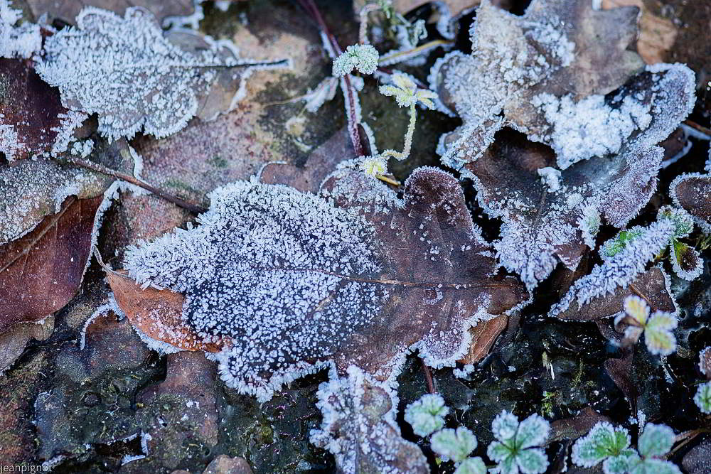 DSC_5973_001DSC_5973_08.JPG