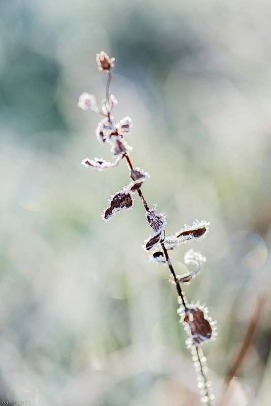 N2_001N2.JPG