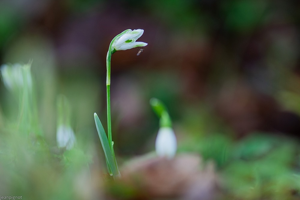 N10 perce neige.JPG