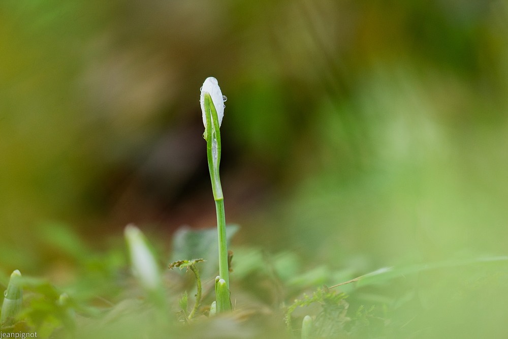 N5 perce neige.JPG