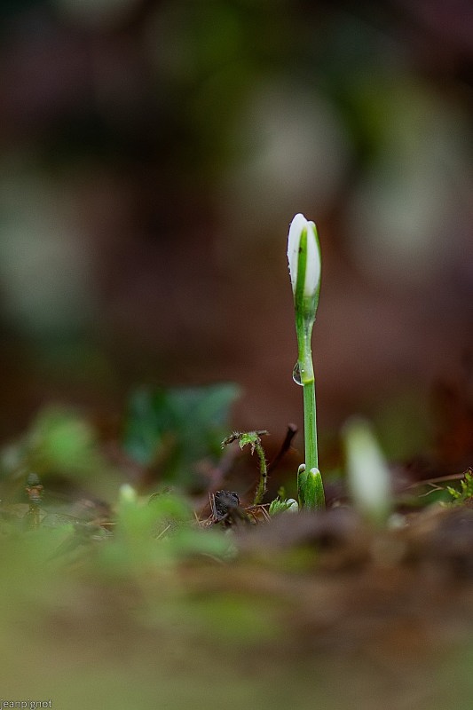 N4 perce neige.JPG