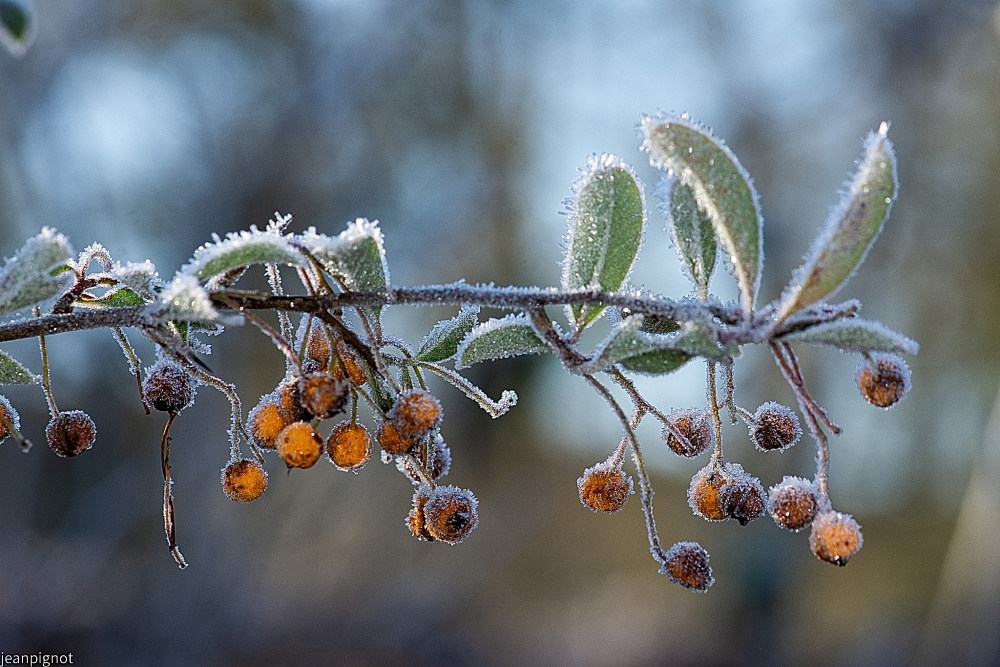 N3 pyracantha.JPG