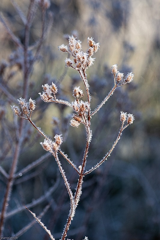 N2 plante gelée.JPG