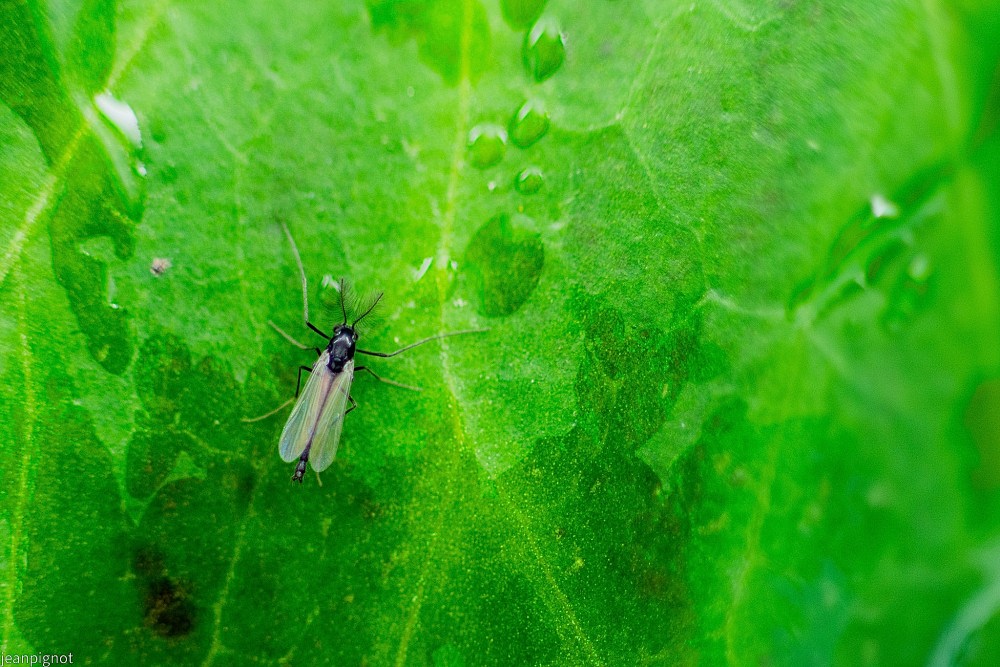 N11 chironome.JPG