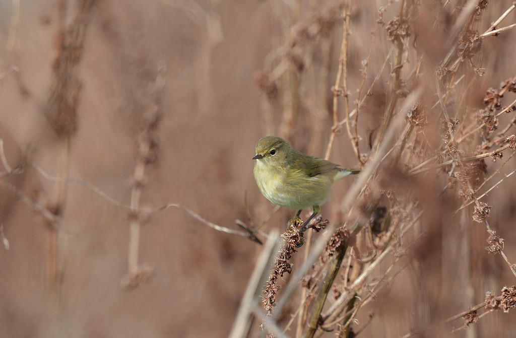 DSC_5700.JPG