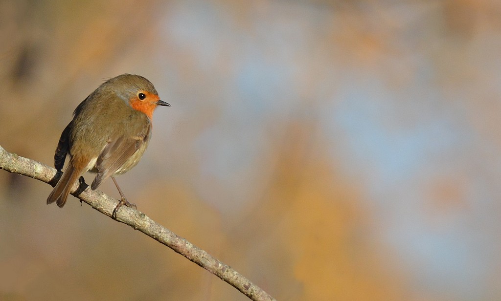 DSC_6026.JPG
