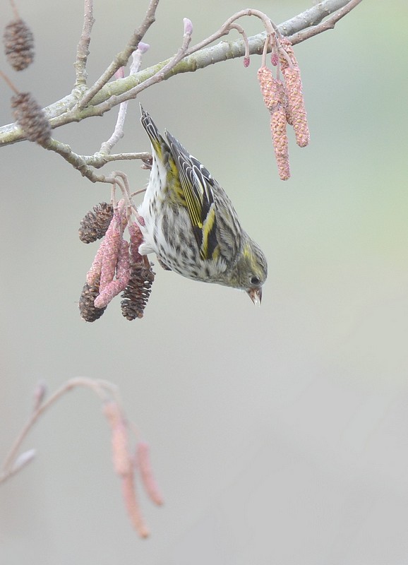 DSC_6927.JPG