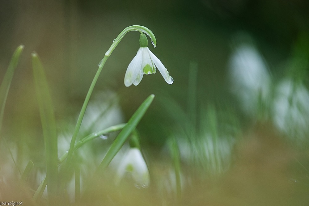 N8 perce neige.JPG
