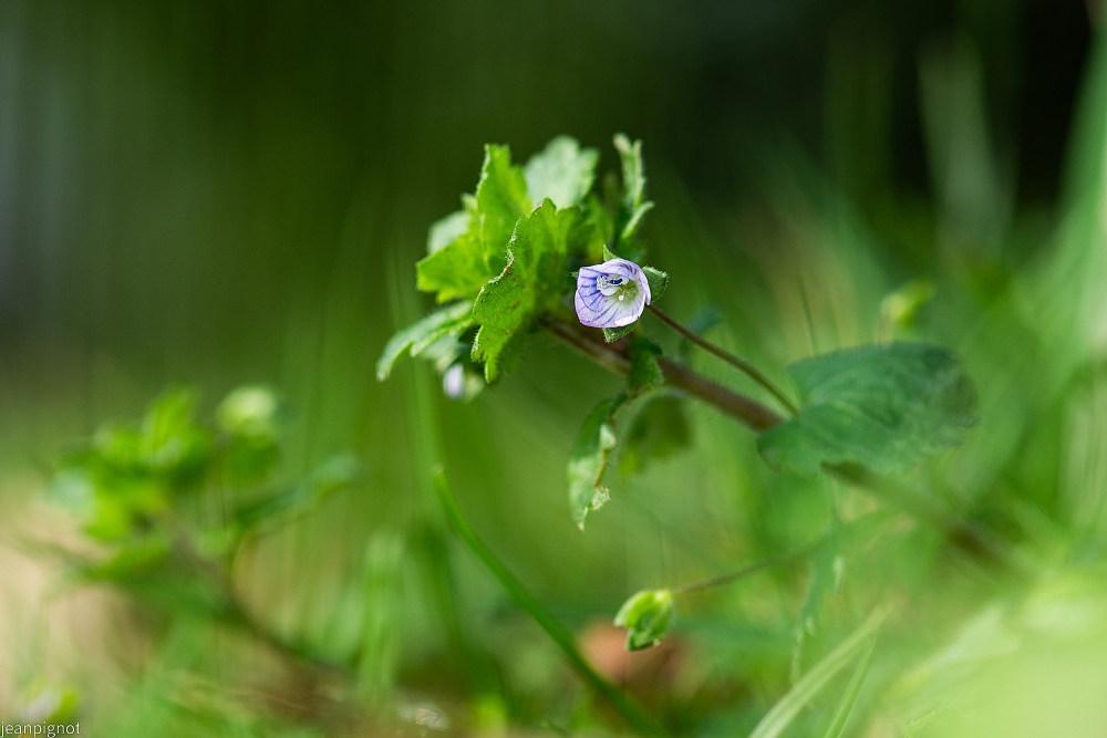 N6 veronique.JPG