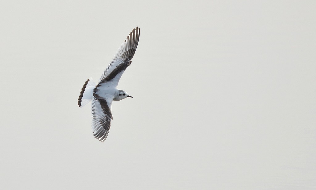DSC_7710a.JPG