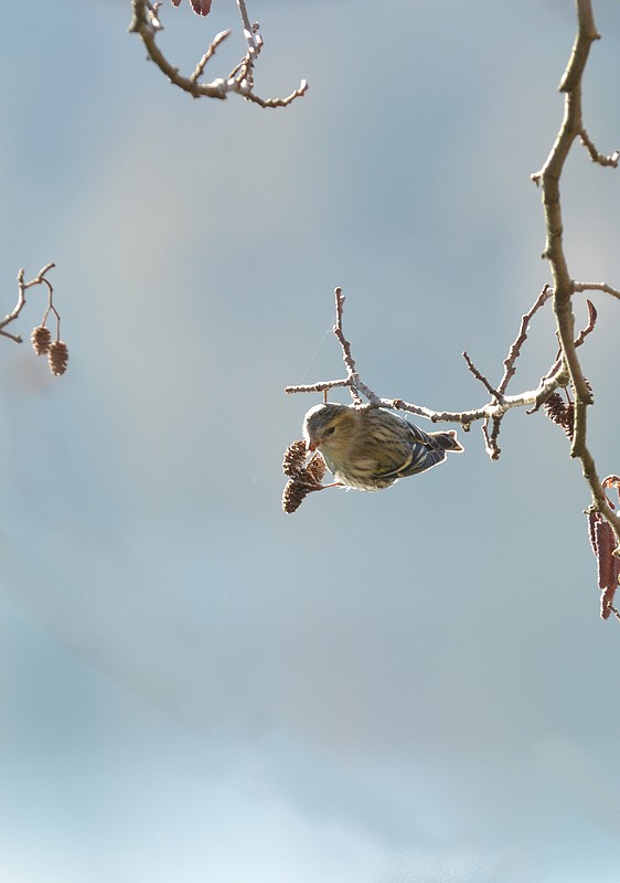 DSC_7127.JPG