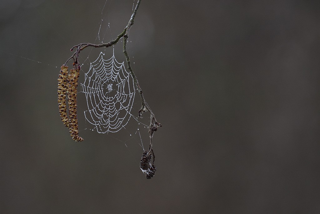 DSC_7726a.JPG