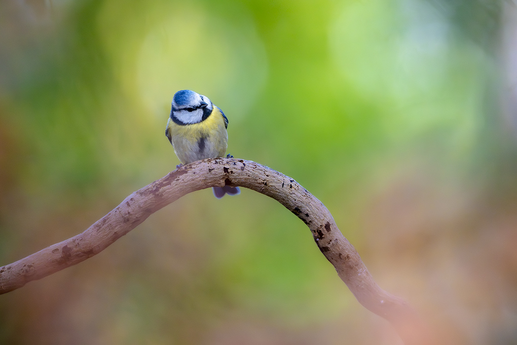 mésange bleue internet février 2026 2.jpg