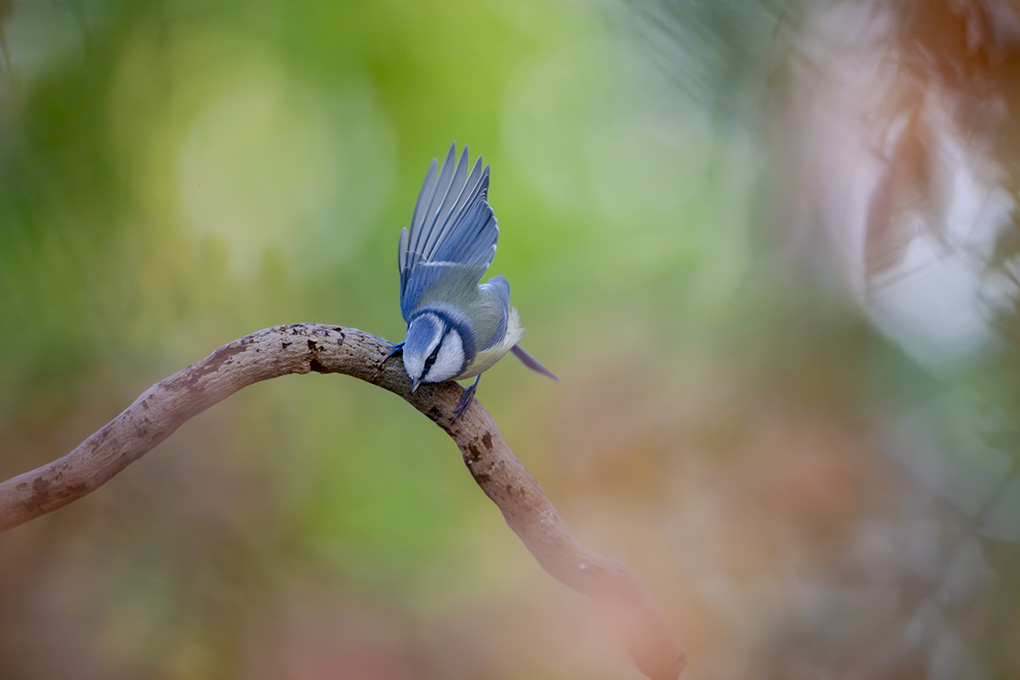 mésange bleue internet février 2026 5.jpg