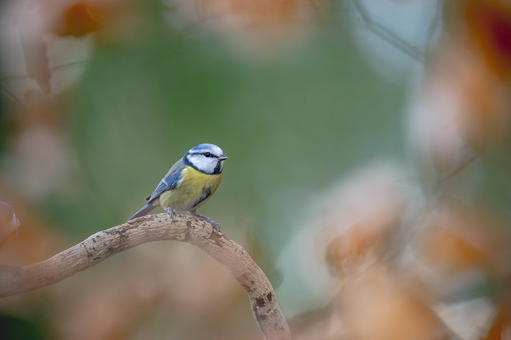 mésange bleue internet février 2026 7.jpg