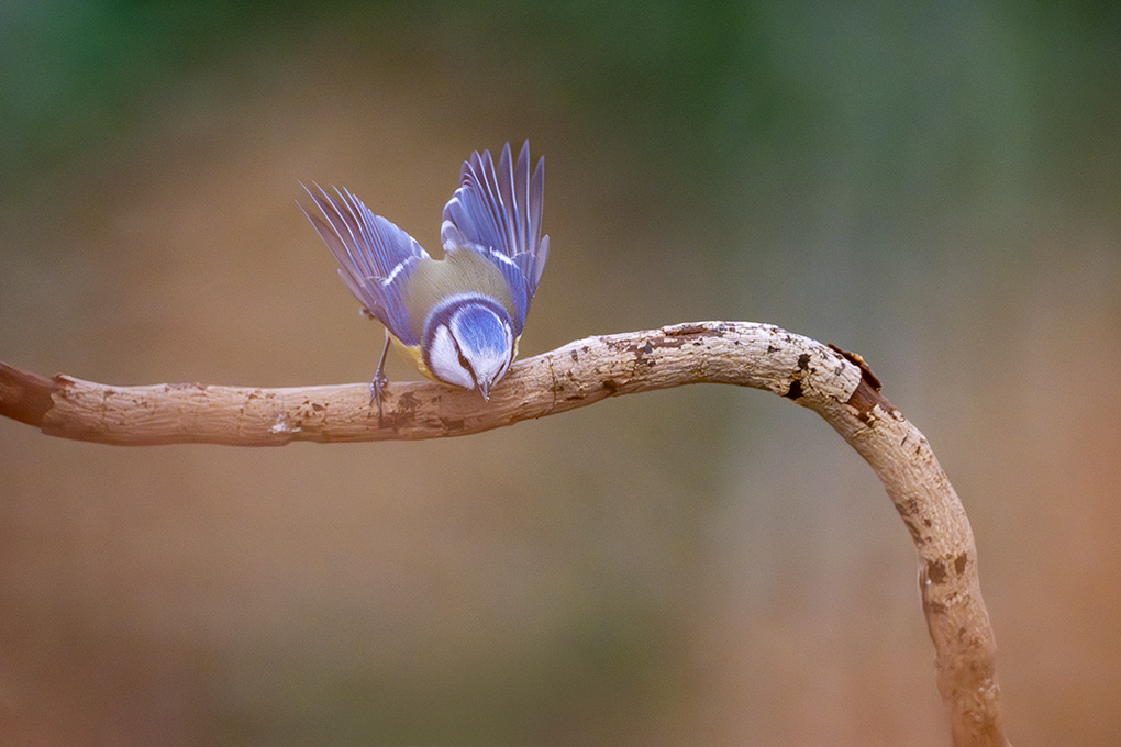 mésange bleue internet février 2026 8.jpg