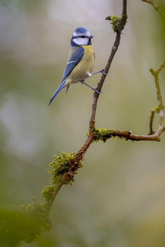 mésange bleue internet janvier 2026 2.jpg