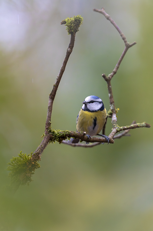 mésange bleue internet janvier 2026 6.jpg