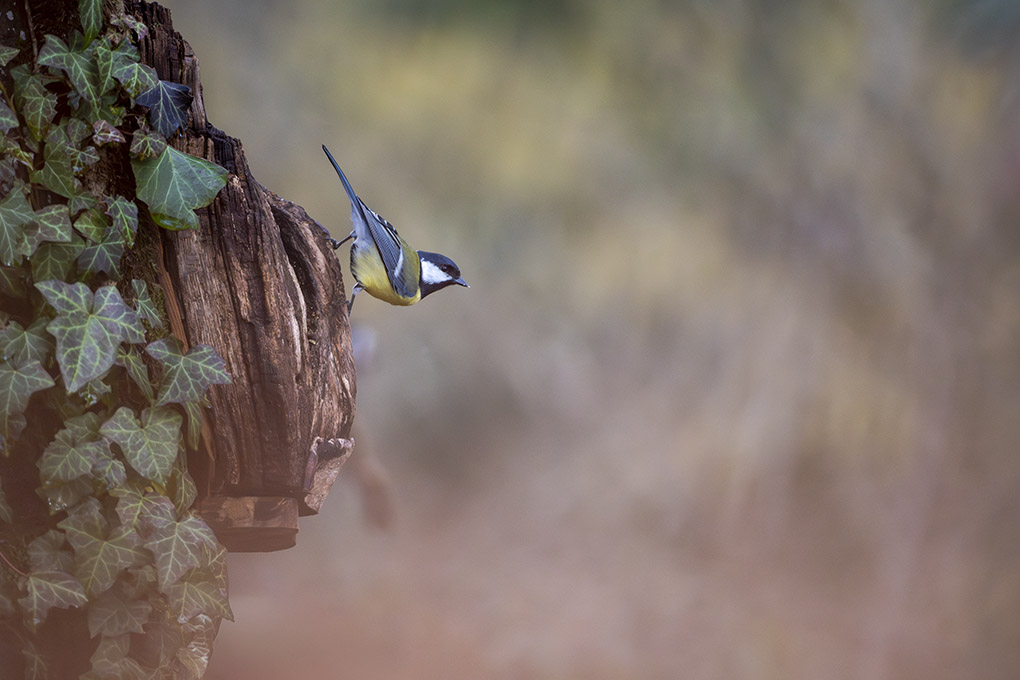 mésange charbonnière internet février 2026 1.jpg
