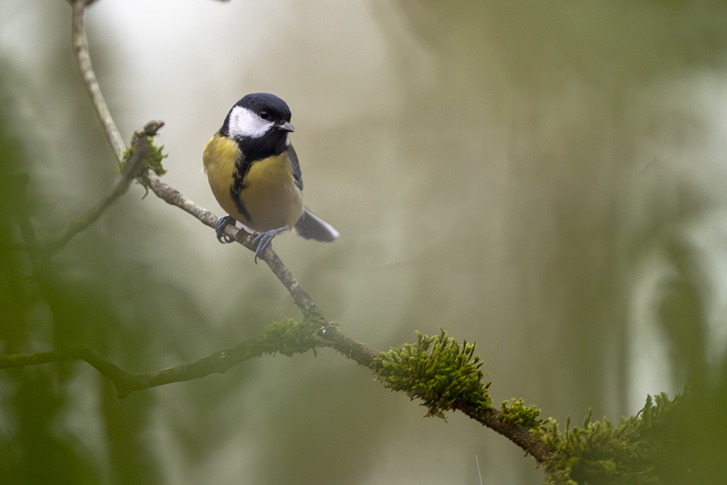 mésange charbonnière internet janvier 2026 2.jpg