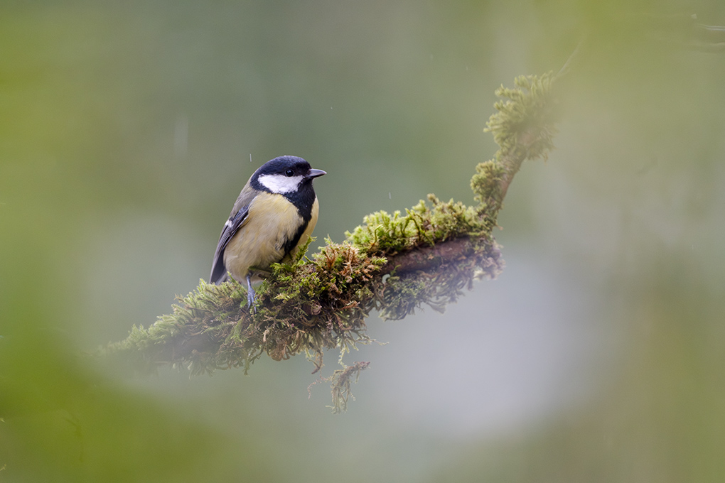 mésange charbonnière internet janvier 2026 7.jpg