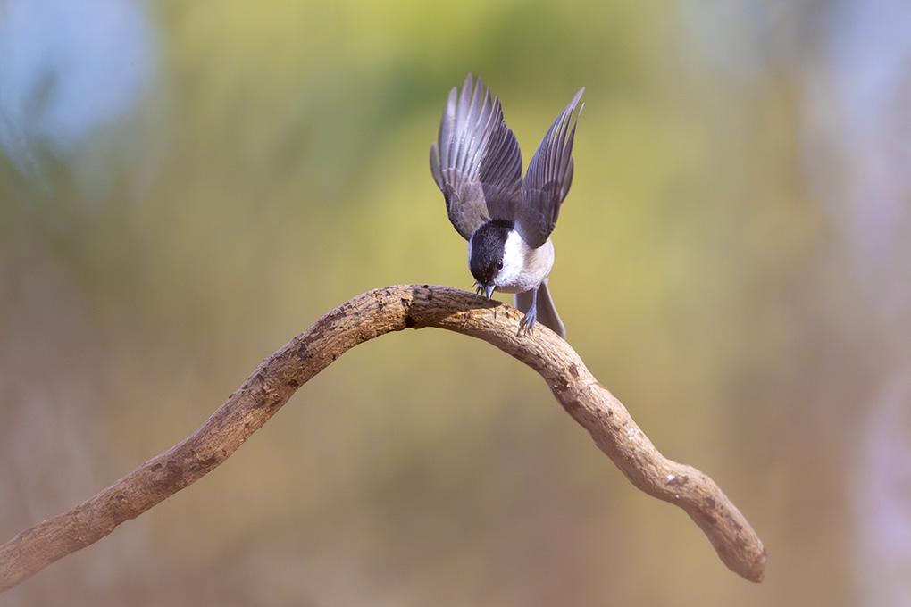 mésange nonette internet février 2026 6.jpg