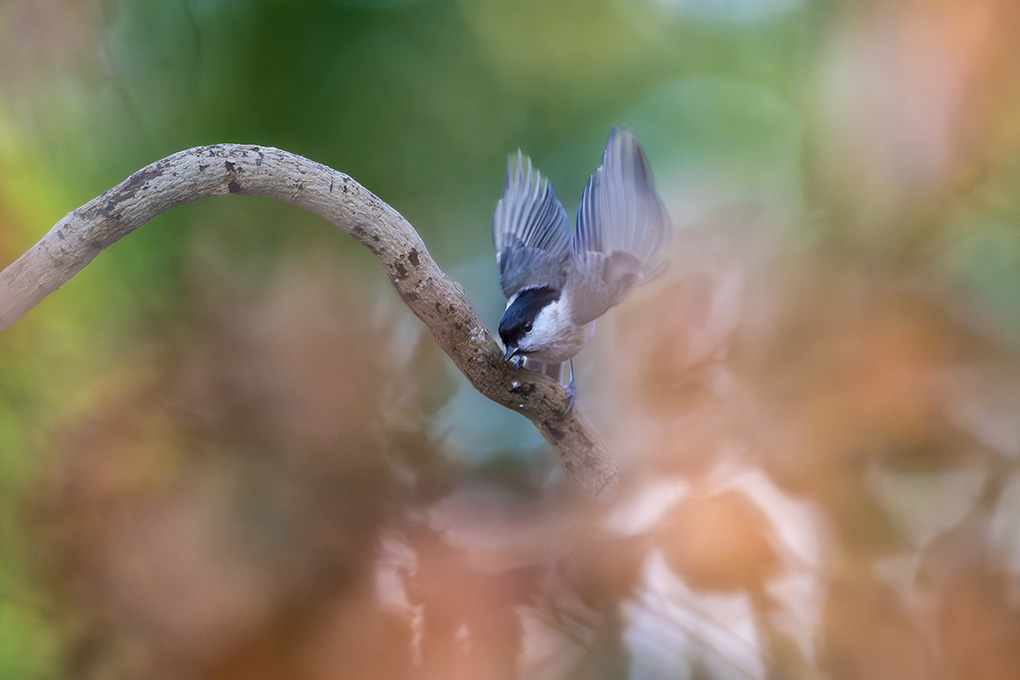 mésange nonette internet février 2026 8.jpg