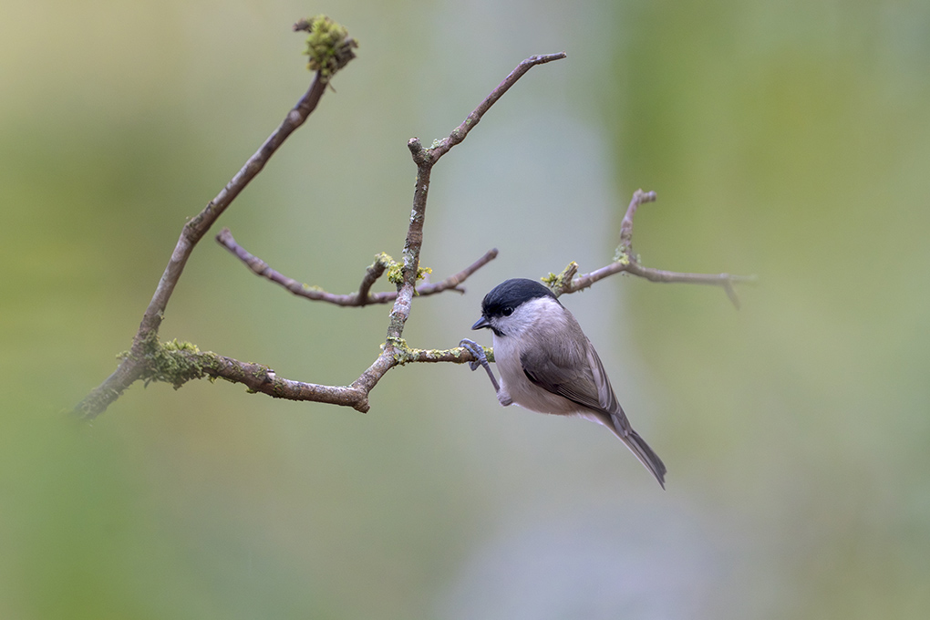 mésange nonette internet janvier 2026 3a.jpg
