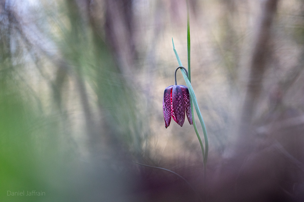 Image et Nature-1-14.jpg