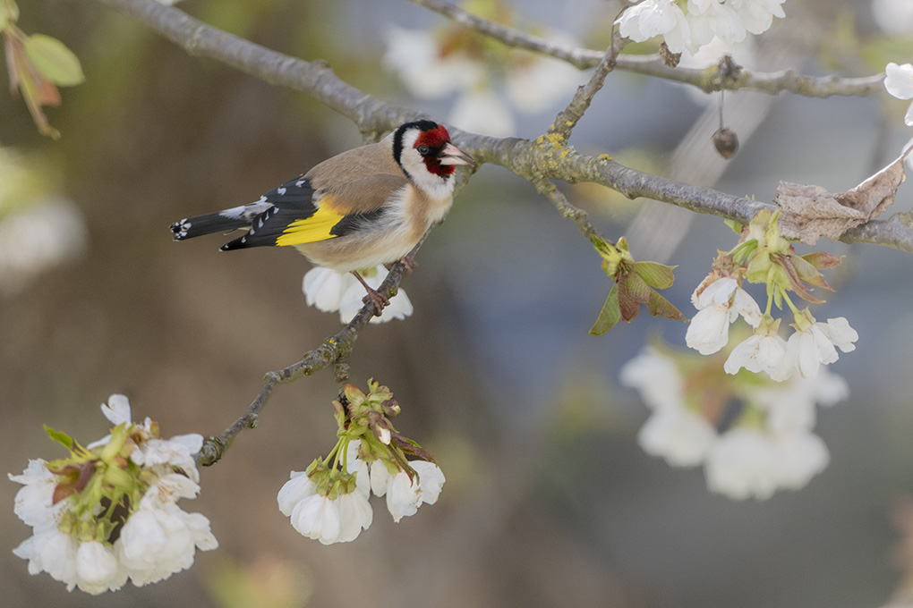 chardonneret mars 2026 internet 4.jpg