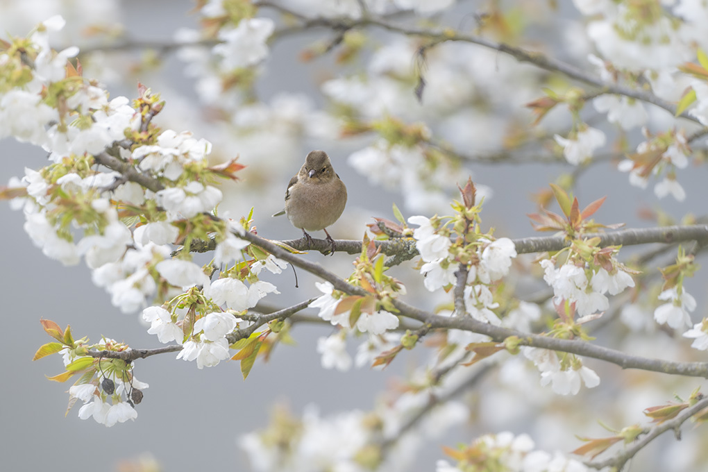 pinson des arbres mars 2026 internet 1.jpg