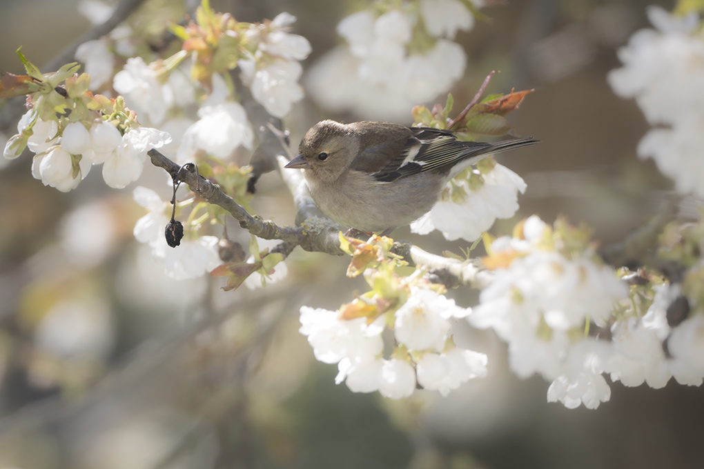 pinson des arbres mars 2026 internet 4.jpg