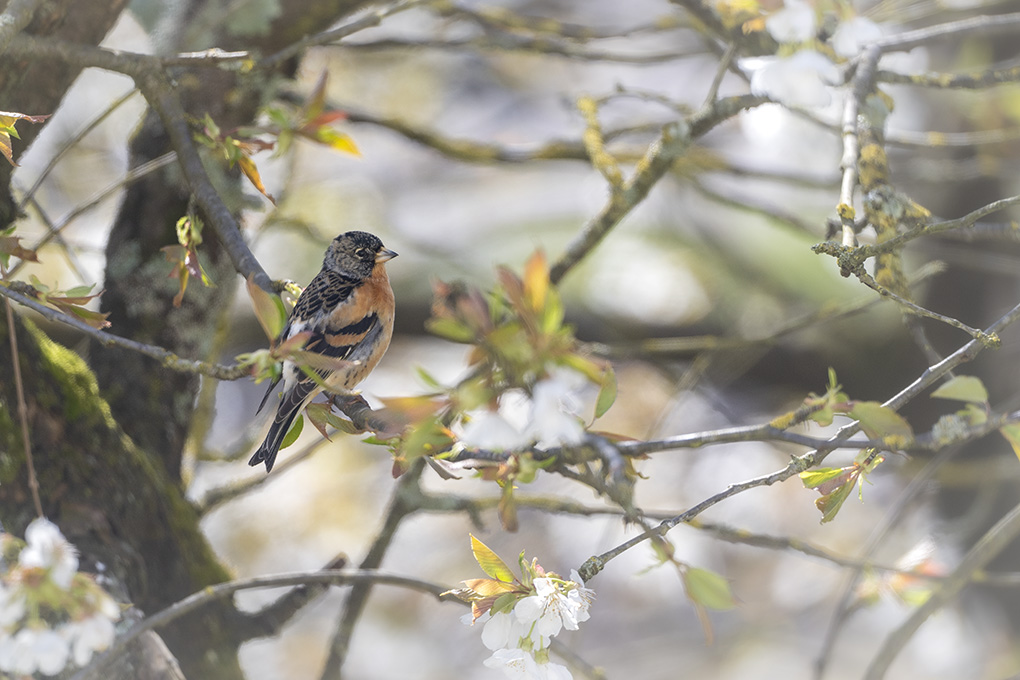 pinson du nord mars 2026 internet 6.jpg