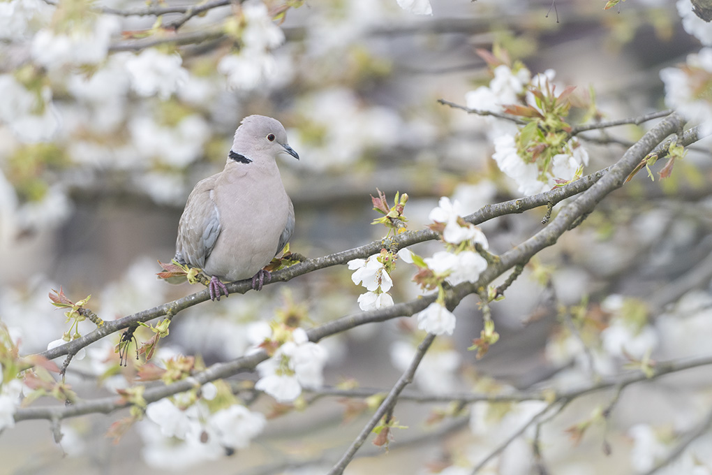 tourterele turque mars 2026 internet 2.jpg