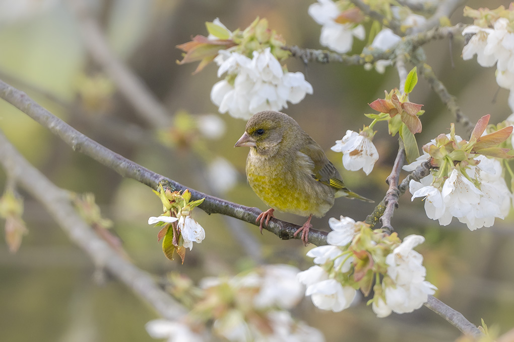Verdier mars 2026 internet 2.jpg