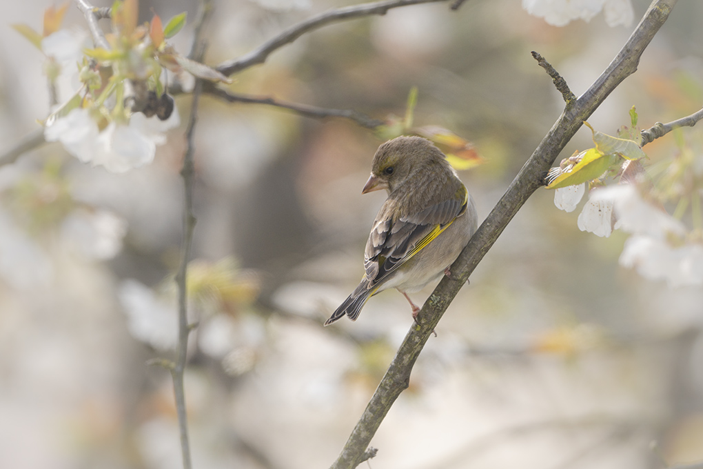 Verdier mars 2026 internet 3.jpg