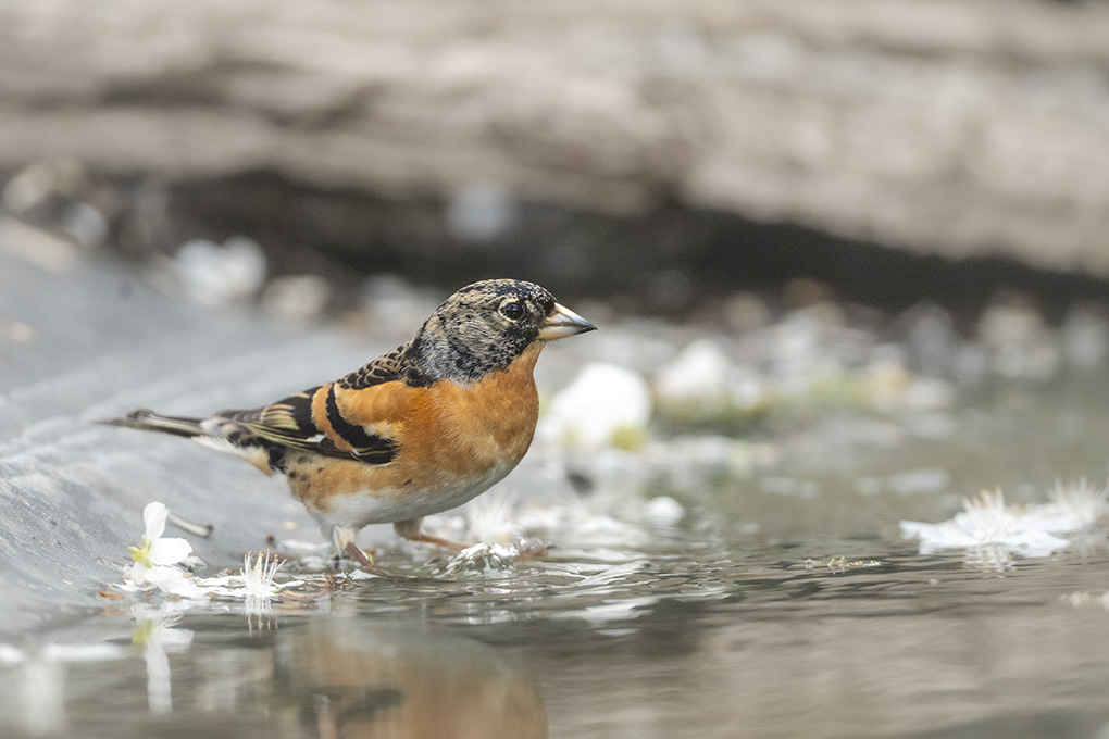 pinson du nord mars 2026 internet 7.jpg