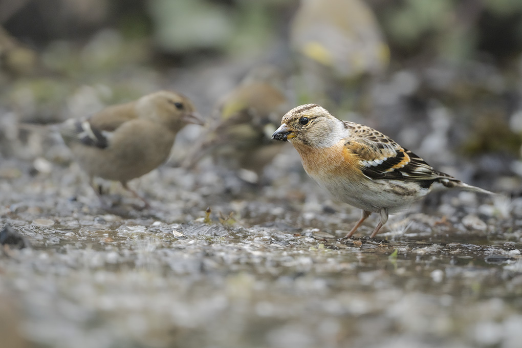 pinson du nord mars 2026 internet 8.jpg