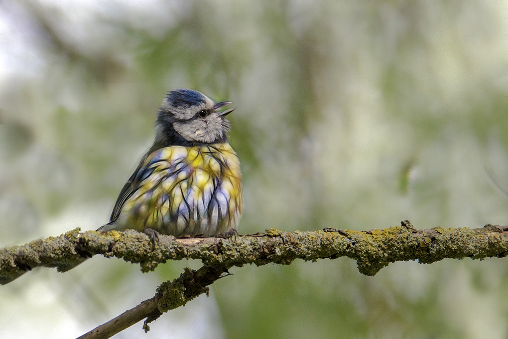 Drôle d'oiseau..jpg