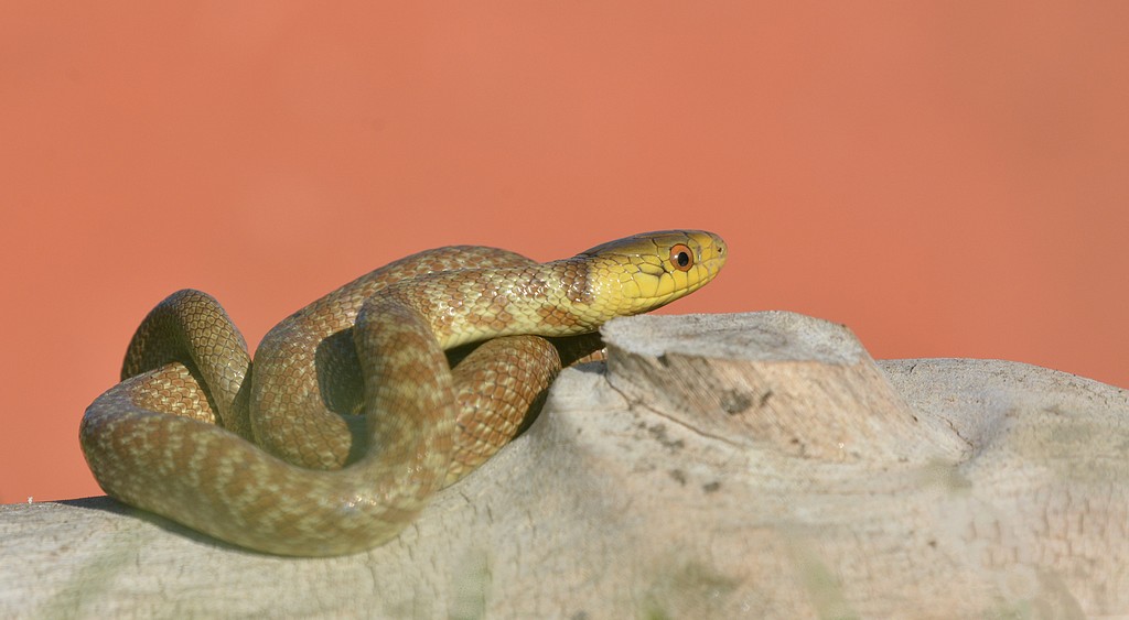 DSC_7821.JPG