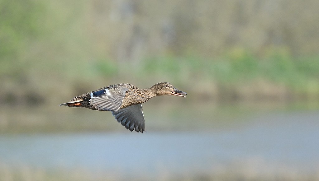 DSC_7957.JPG