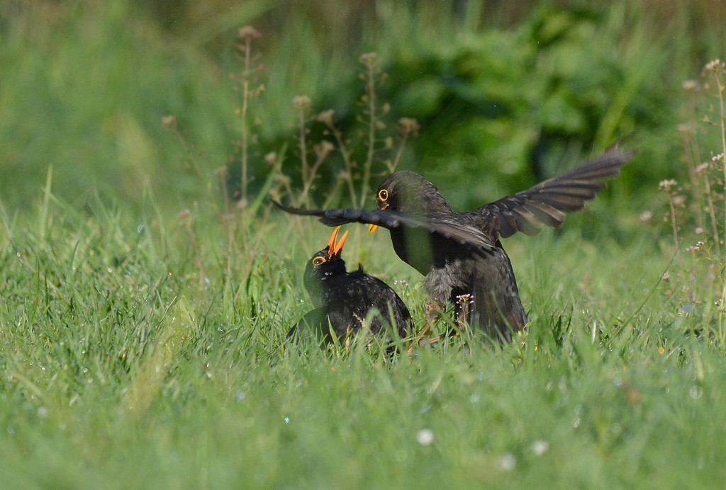 DSC_8507.JPG